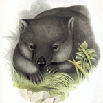 Wild wombat